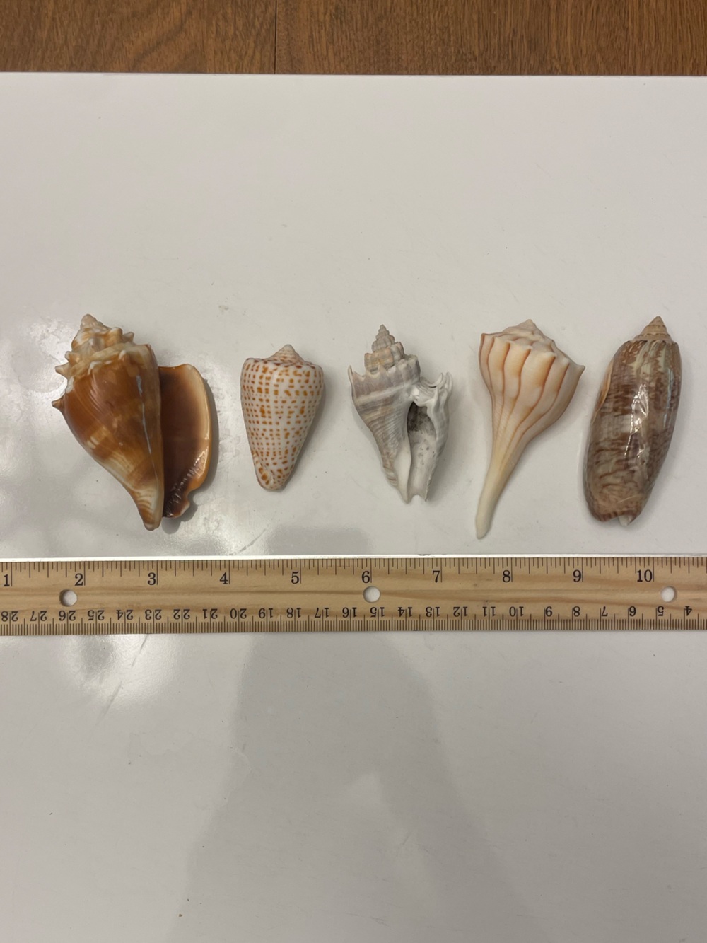 Lot of 5 Natural Shells Beautiful Specimens